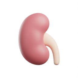 Kidney